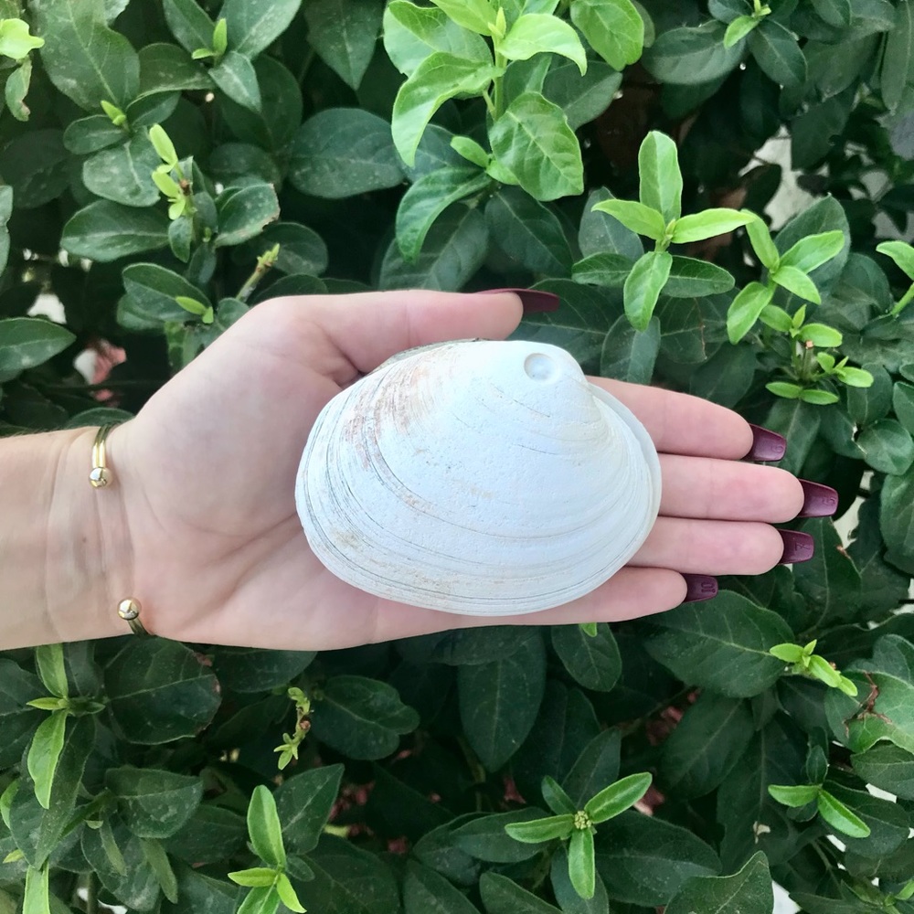 Full, Intact Clam Shell 🐚